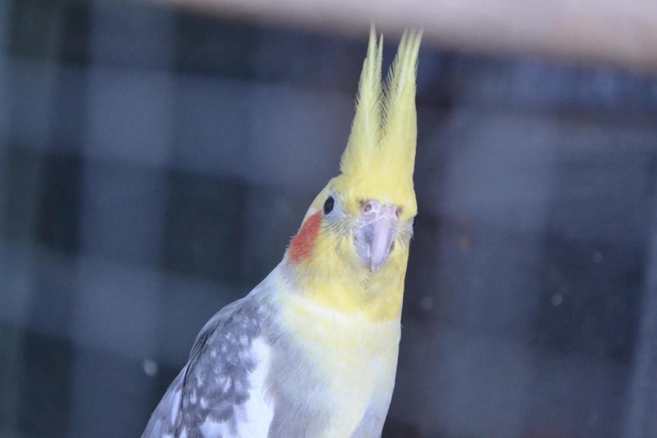 Pokoje Goscinne U Hanki Jastrzebia Gora Bagian luar foto